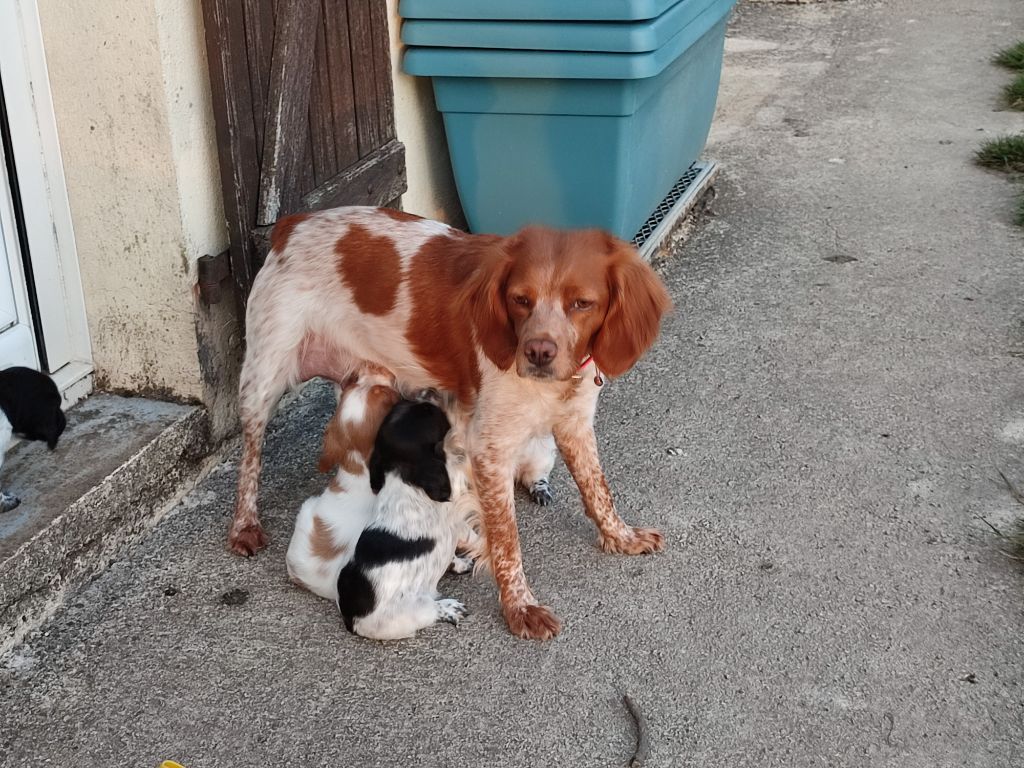 chiot Epagneul Breton Des Sources De La Marnière